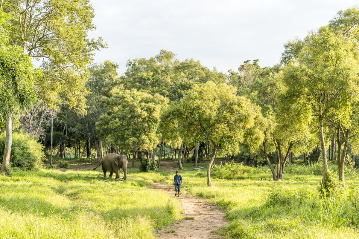 Anantara Walking with Giants