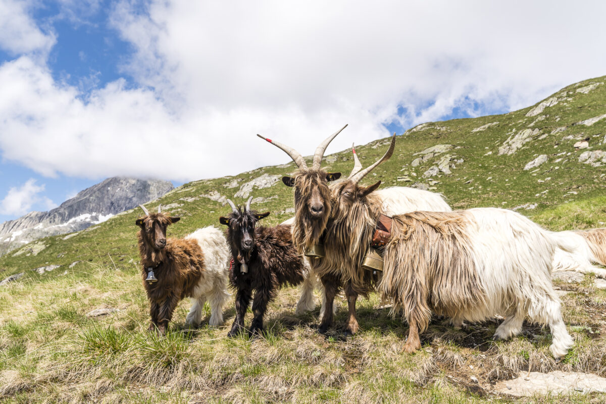 Ziegen Belalp