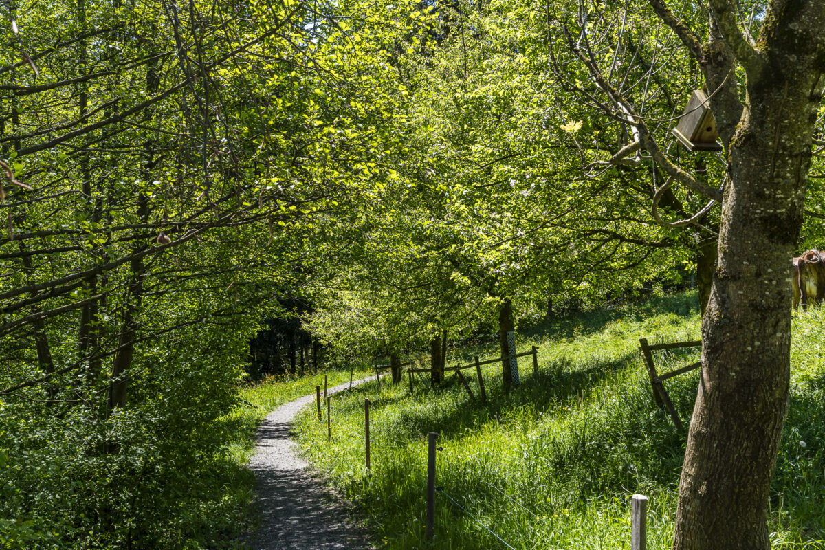 Kiesweg begrünt