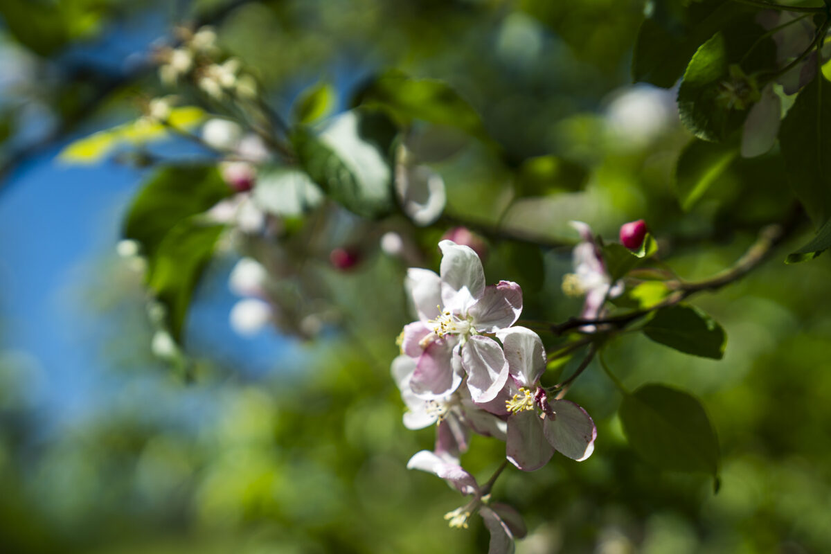 Blüte