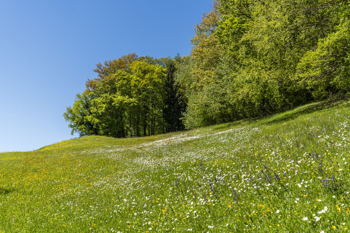 Margeritenblüte Rheintal
