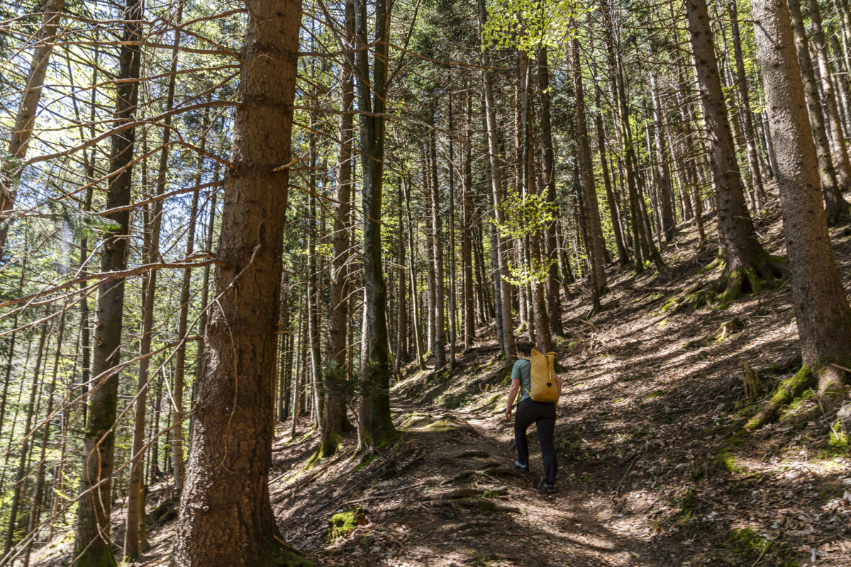 Wald in St. Anton