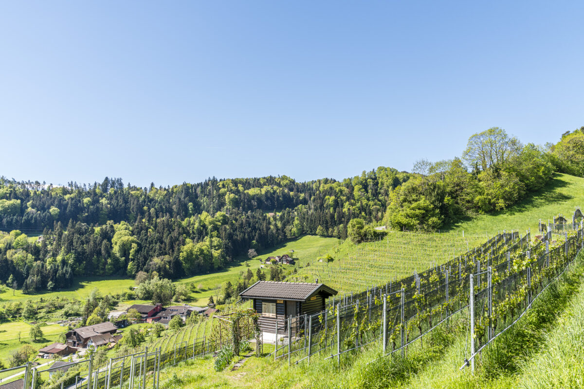 Weinberge bei Berneck