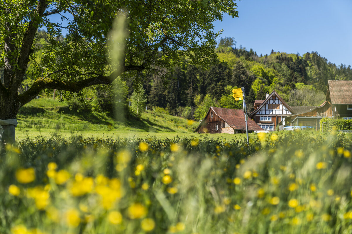 Rheintal im Frühling