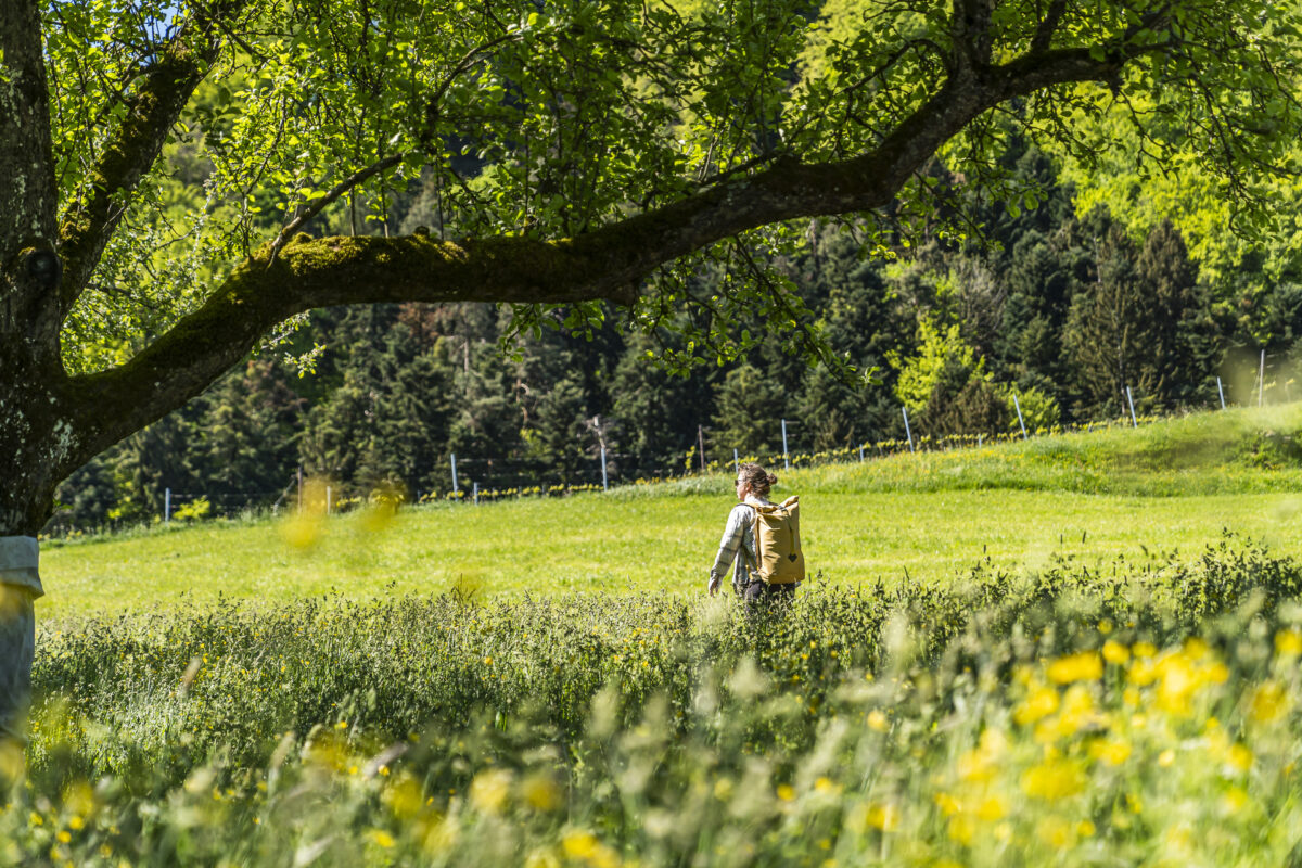 Wandern im Frühling