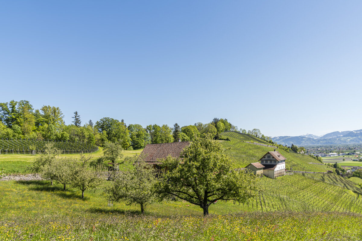 Rheintal Weinberge