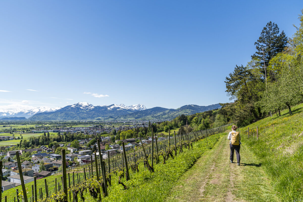Rheintaler Höhenweg bei Balgach
