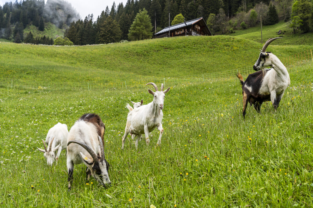Ziegen in Abländschen