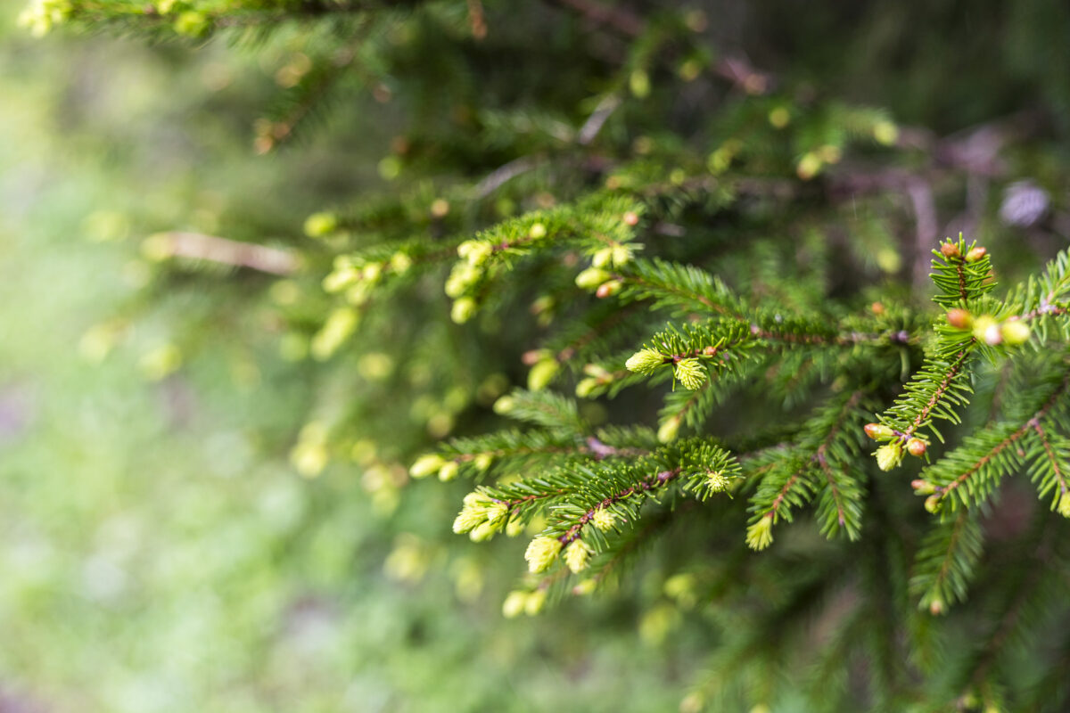 Tannenspitzen im Frühling