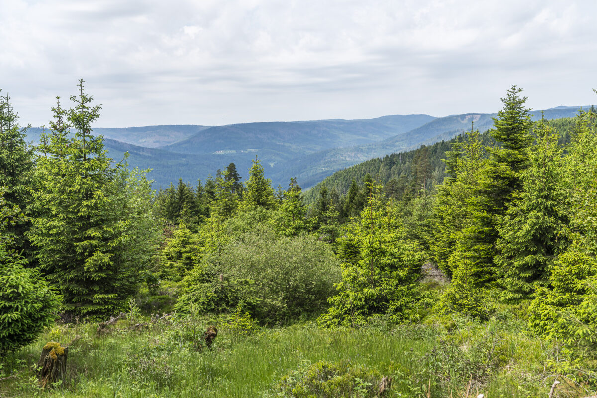 Aussicht über den Schwarzwald