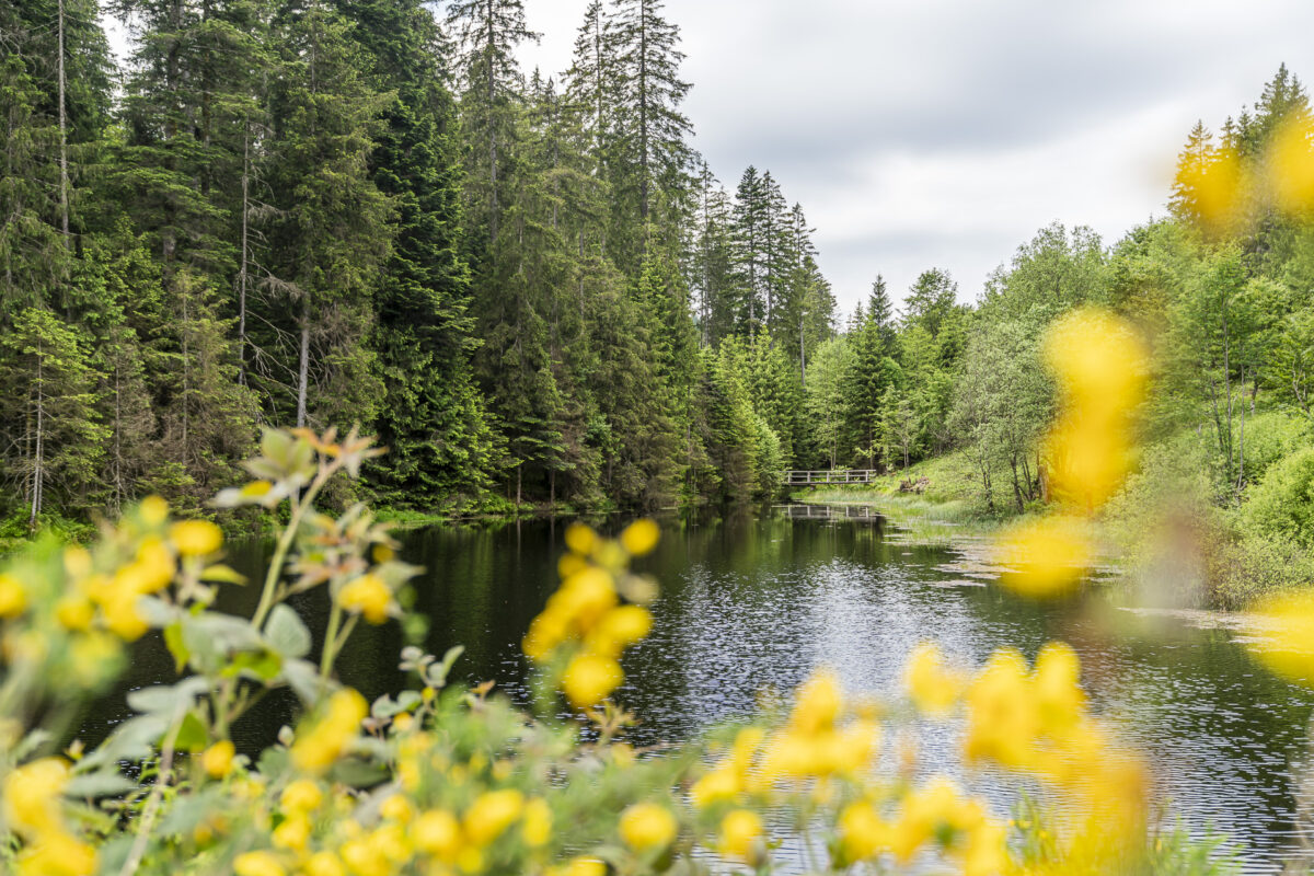 Kaltenbachsee