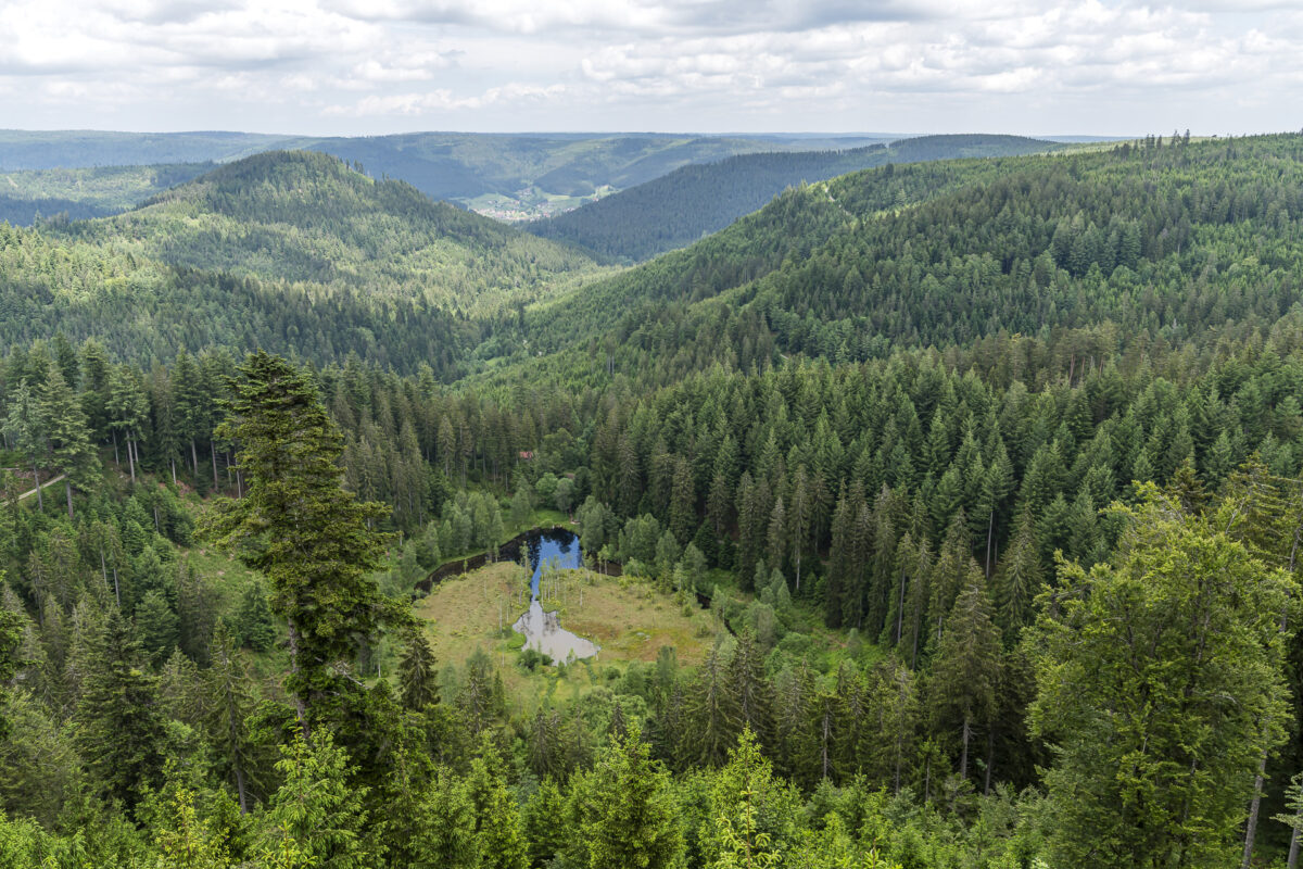 Ellbachseeblick
