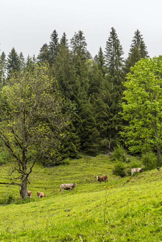 Turbachtal Kühe