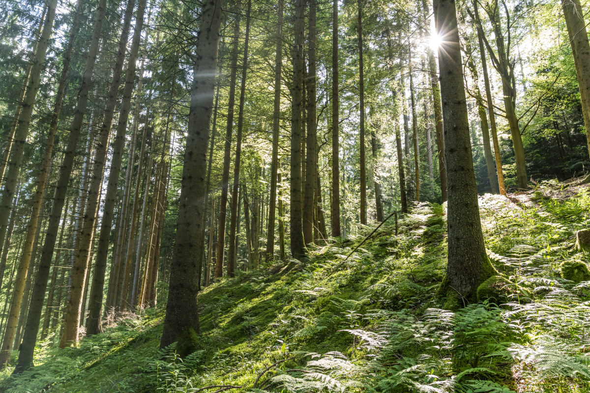 Schwarzwald Besenfeld