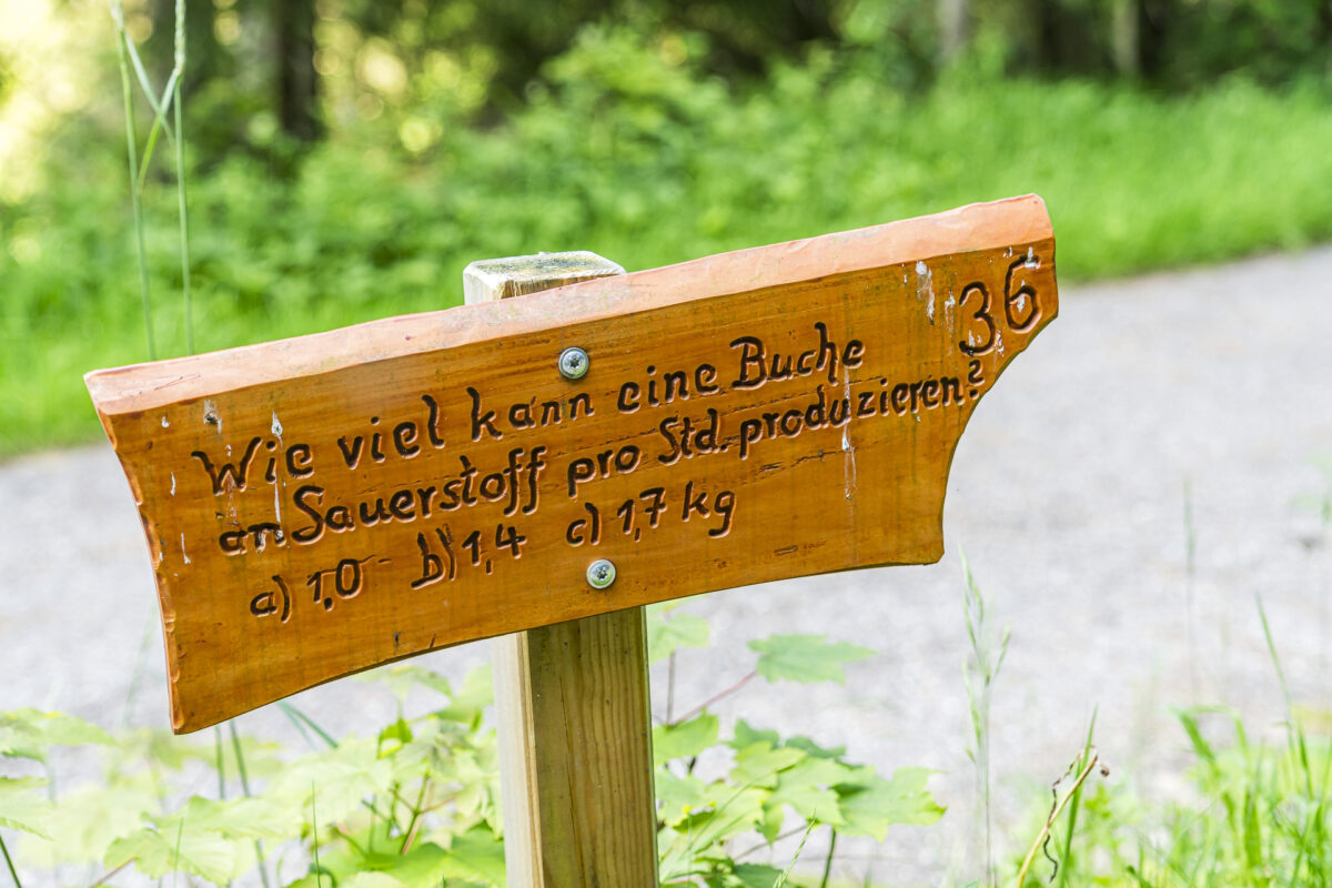 Felix der Seewald Fuchs