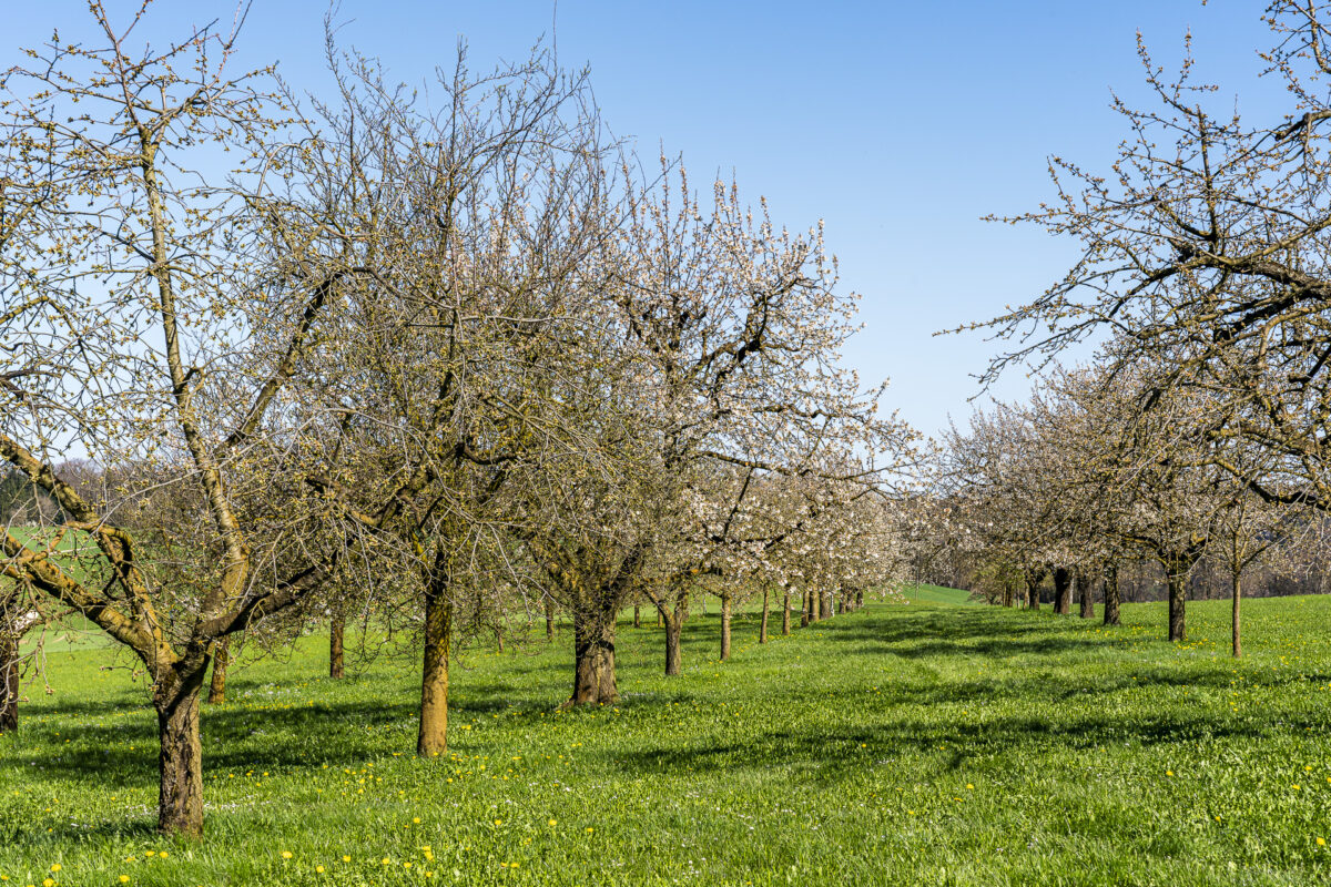 Kirschblüte im Baselland