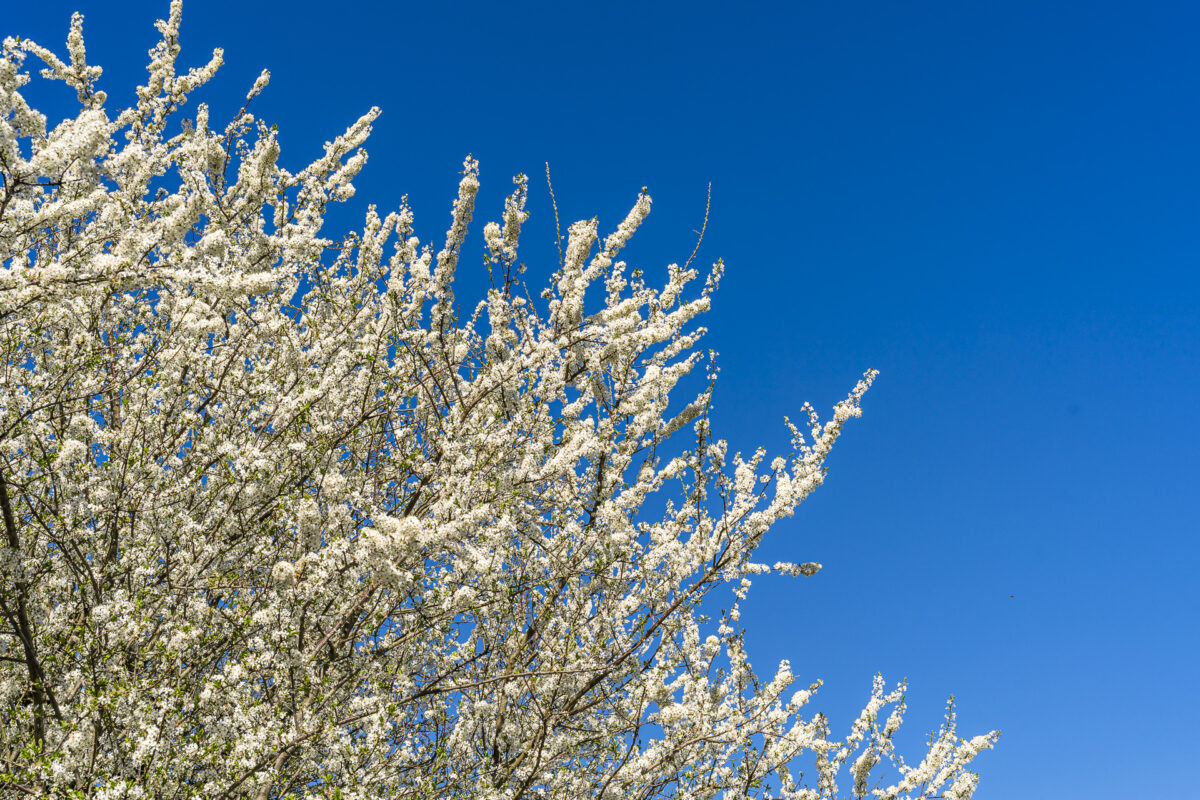 Kirschblüte auf den Baselbieter Chrisiweg