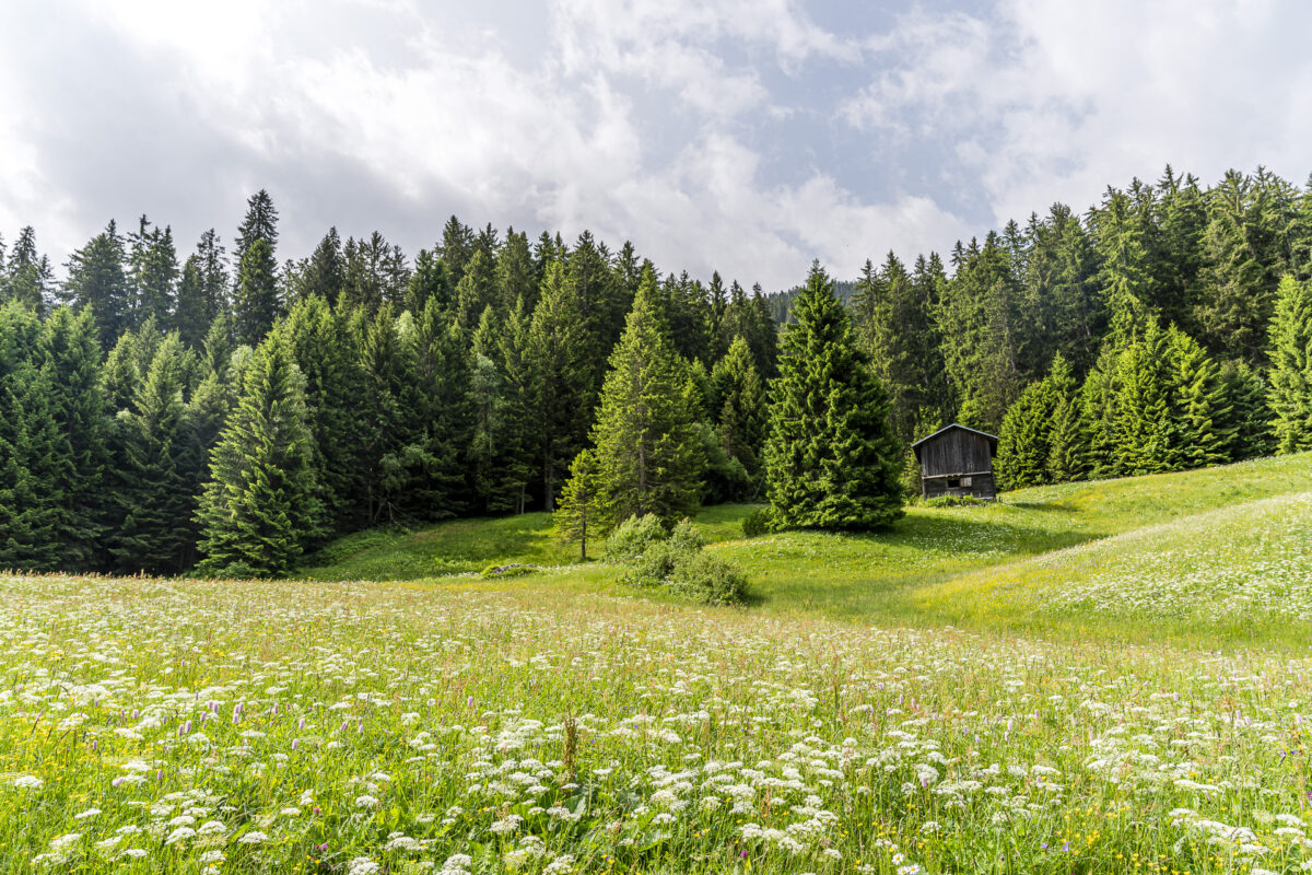 Alpweiden Surselva